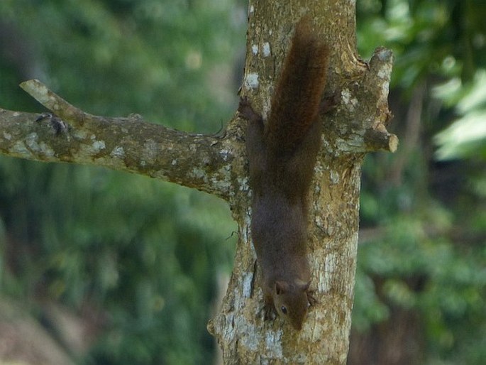 Sciurus granatensis, veverka měnivá