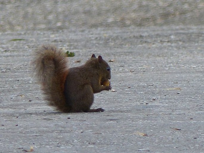 Sciurus granatensis, veverka měnivá