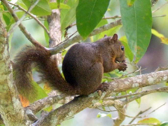 Sciurus granatensis, veverka měnivá