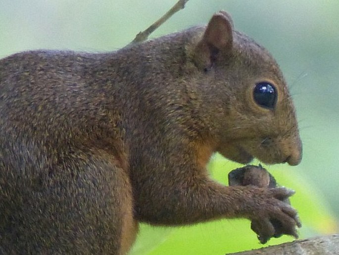 Sciurus granatensis, veverka měnivá