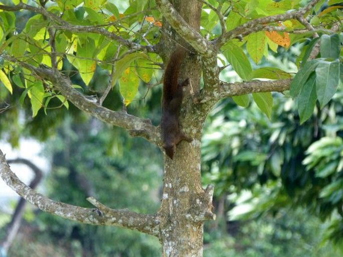 Sciurus granatensis, veverka měnivá