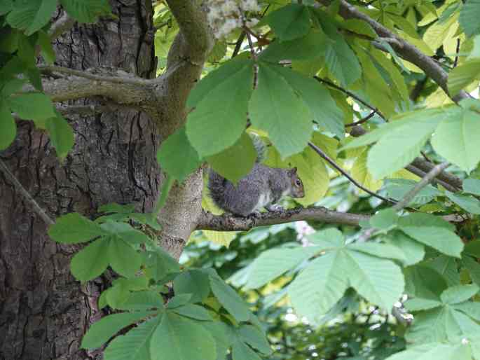 Sciurus carolinensis, veverka popelavá
