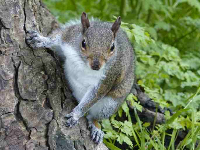 Sciurus carolinensis, veverka popelavá