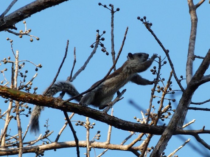 Sciurus variegatoides, veverka proměnlivá