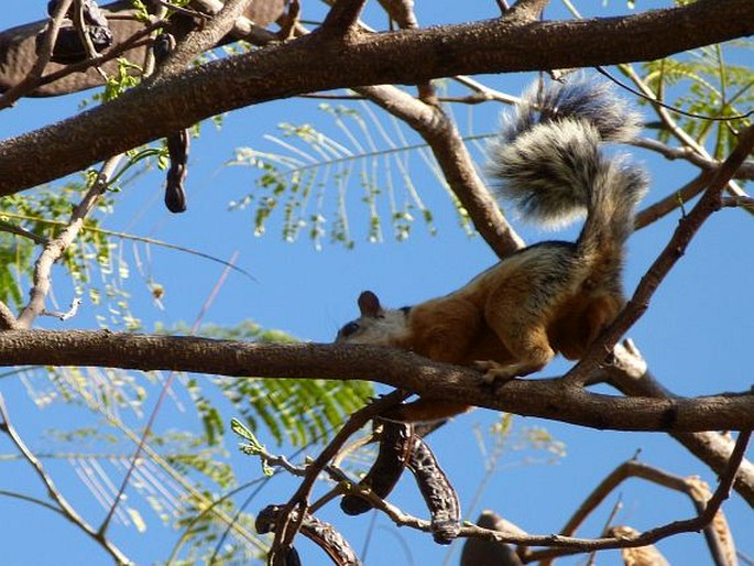 Sciurus variegatoides, veverka proměnlivá