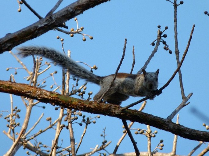 Sciurus variegatoides, veverka proměnlivá