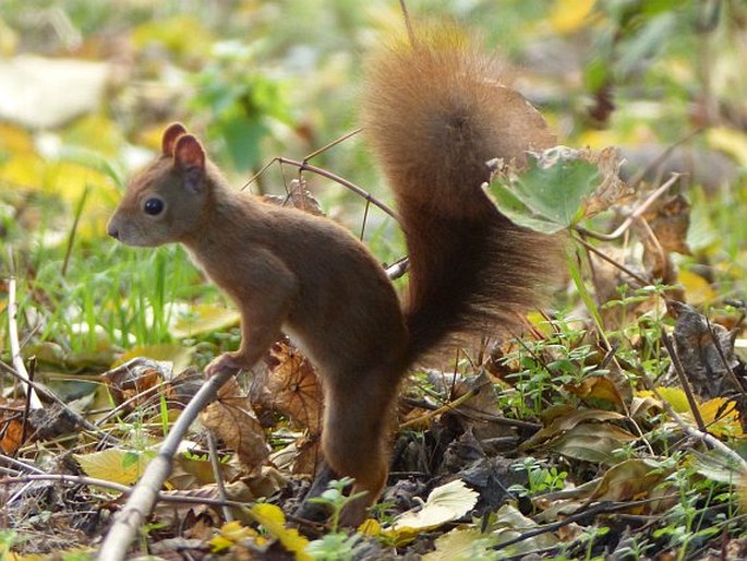 Sciurus vulgaris