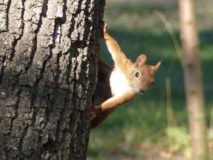 Sciurus vulgaris Linnaeus, 1758; veverka obecná