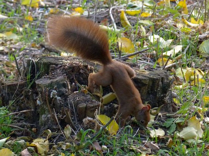 Sciurus vulgaris