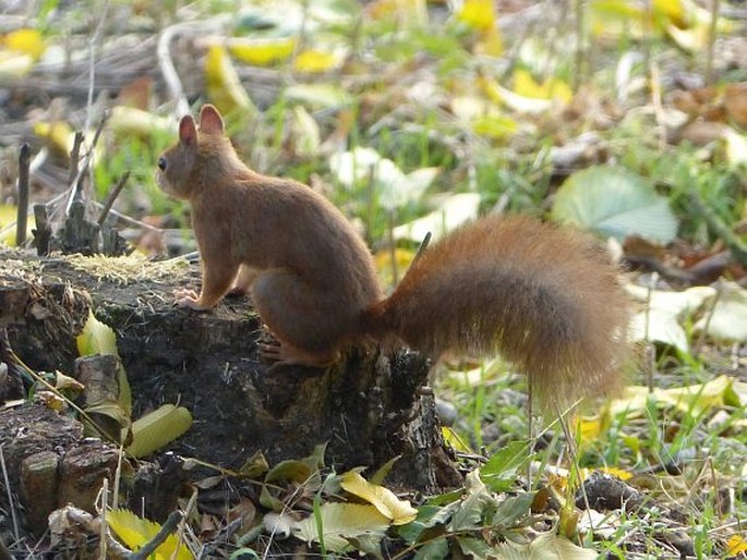 Sciurus vulgaris