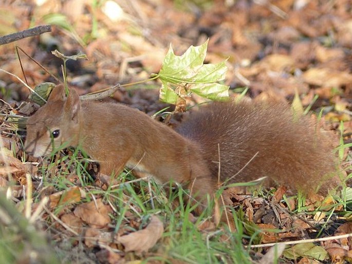 Sciurus vulgaris