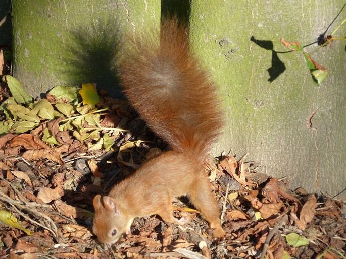 Sciurus vulgaris