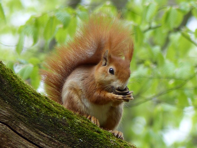 Sciurus vulgaris