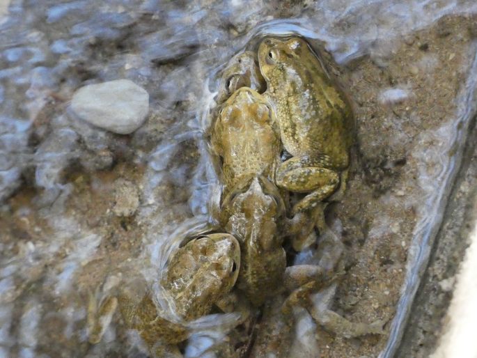 Sclerophrys arabica, ropucha arabská