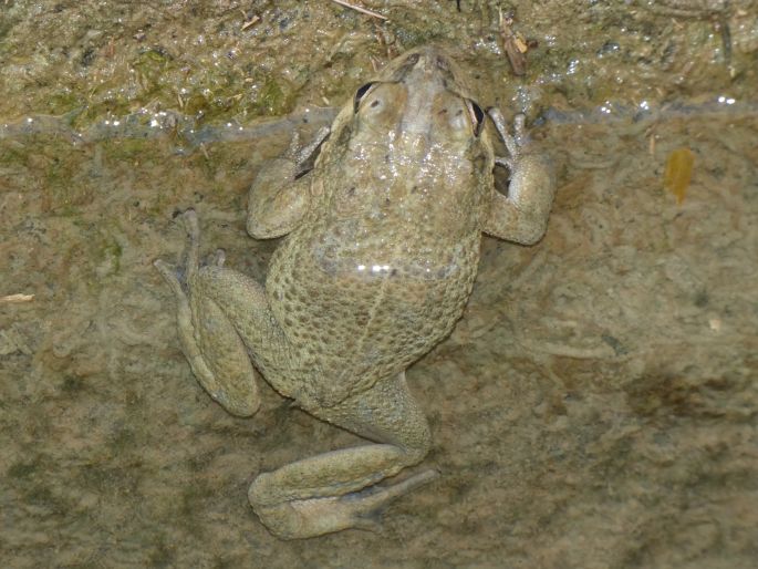 Sclerophrys arabica, ropucha arabská