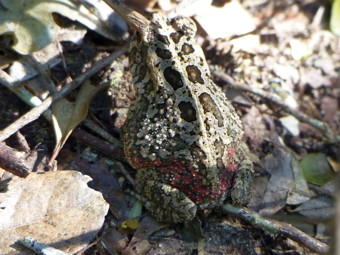 Sclerophrys gutturalis ropucha červenonohá