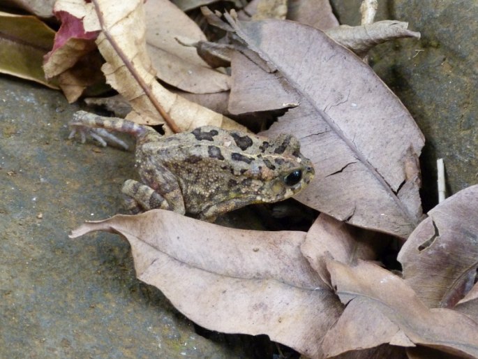 Sclerophrys gutturalis ropucha červenonohá