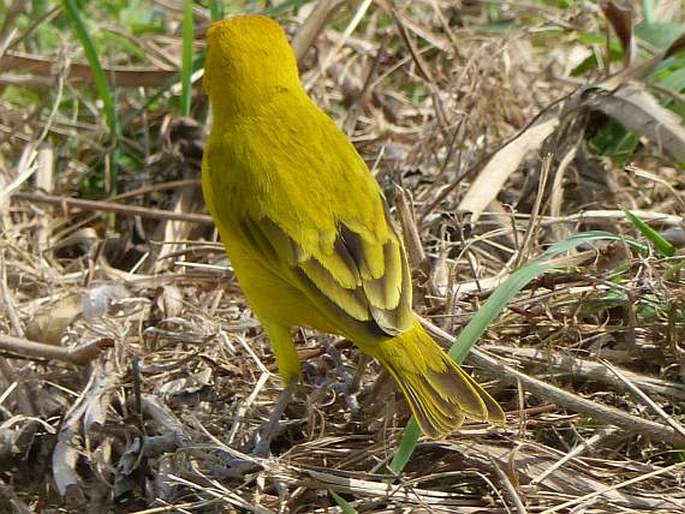 Sicalis flaveola, šafránka velká