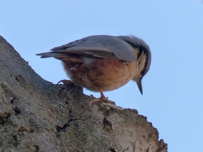 Sitta europaea, brhlík lesní