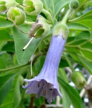 Solanaceae