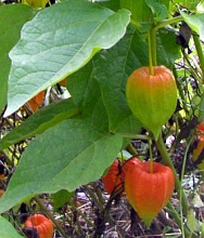 Solanaceae