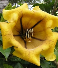 Solanaceae