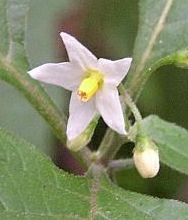 Solanaceae