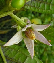 Solanaceae