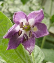 Solanaceae