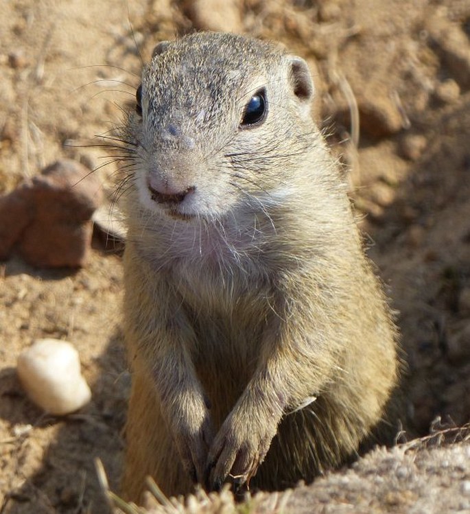 Spermophilus citellus (Linnaeus, 1766); sysel obecný