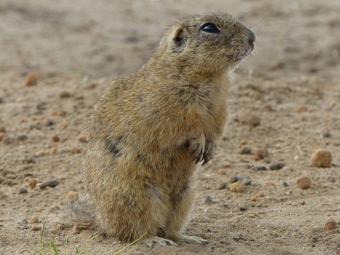 Spermophilus citellus