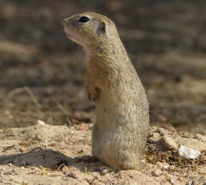 Spermophilus citellus