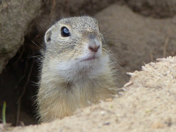 Spermophilus citellus