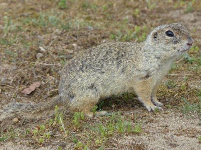 Spermophilus citellus