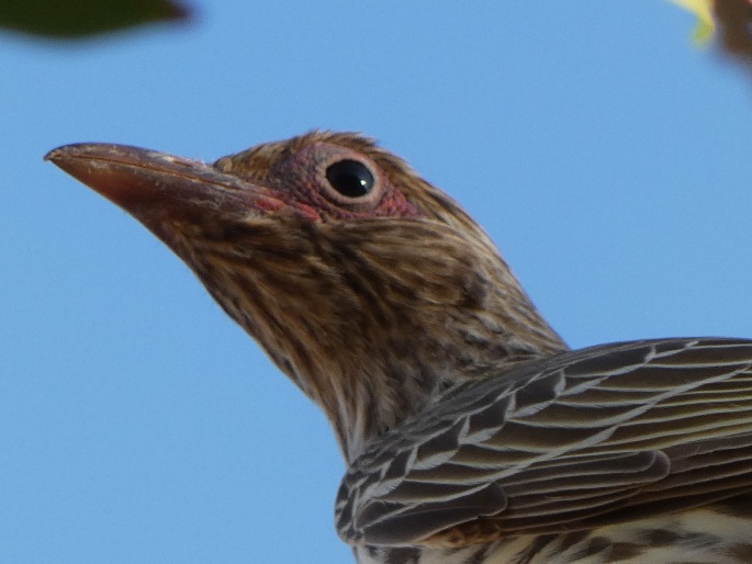 Sphecotheres vieilloti subsp. ashbyi, figárka zelená