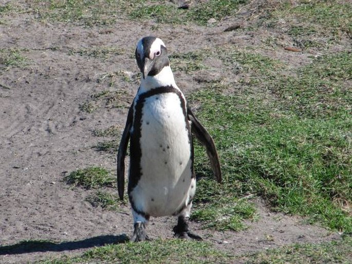Spheniscus demersus, tučňák brýlový