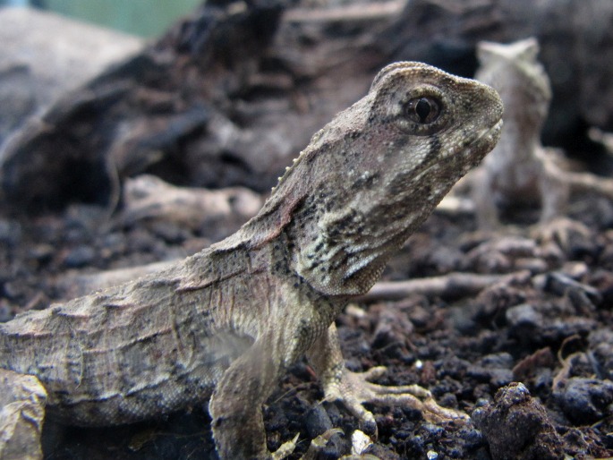 Sphenodon punctatus, hatérie novozélandská