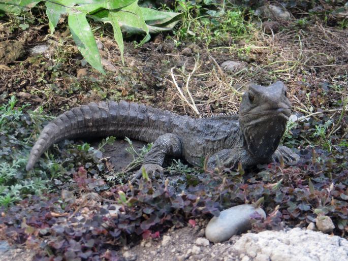 Sphenodon punctatus, hatérie novozélandská