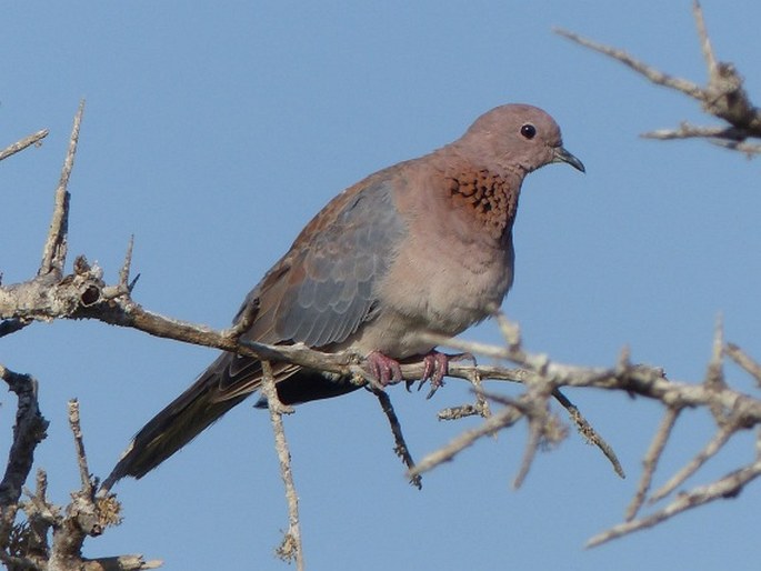 Spilopelia senegalensis, hrdlička senegalská