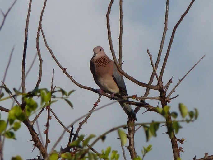 Spilopelia senegalensis, hrdlička senegalská