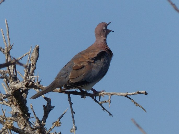 Spilopelia senegalensis, hrdlička senegalská