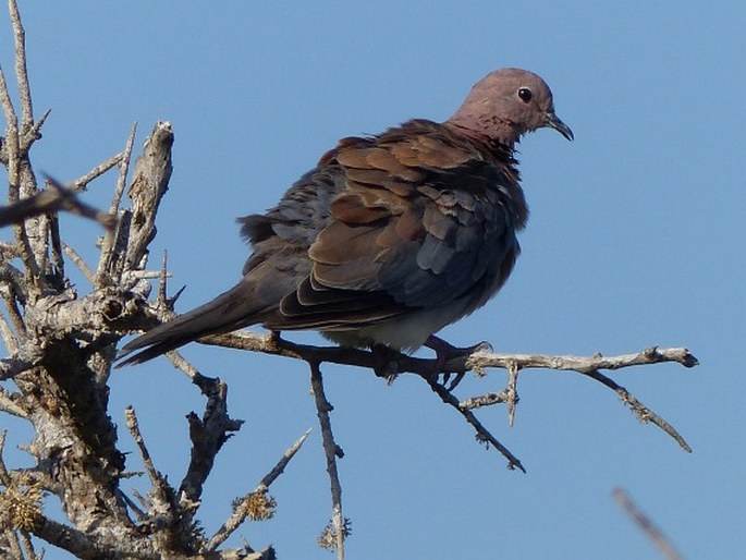 Spilopelia senegalensis, hrdlička senegalská