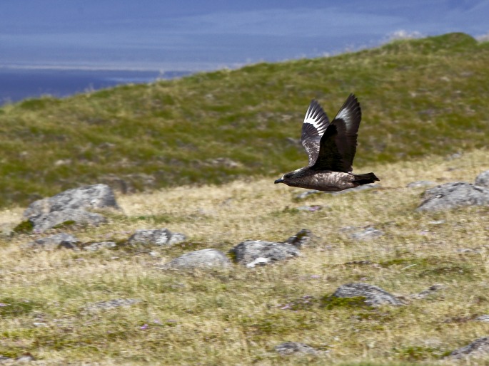 Stercorarius skua, chaluha velká