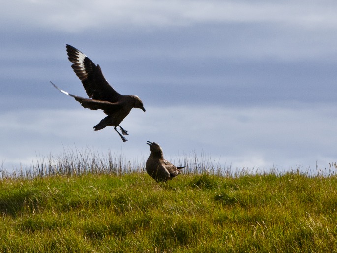 Stercorarius skua, chaluha velká