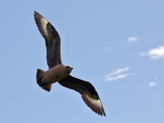 Stercorarius skua, chaluha velká