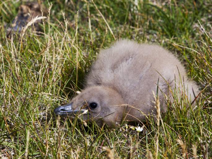 Stercorarius skua, chaluha velká