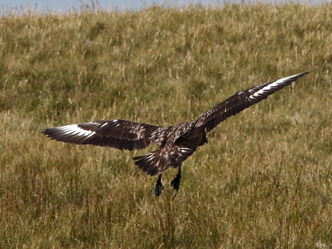 Stercorarius skua, chaluha velká