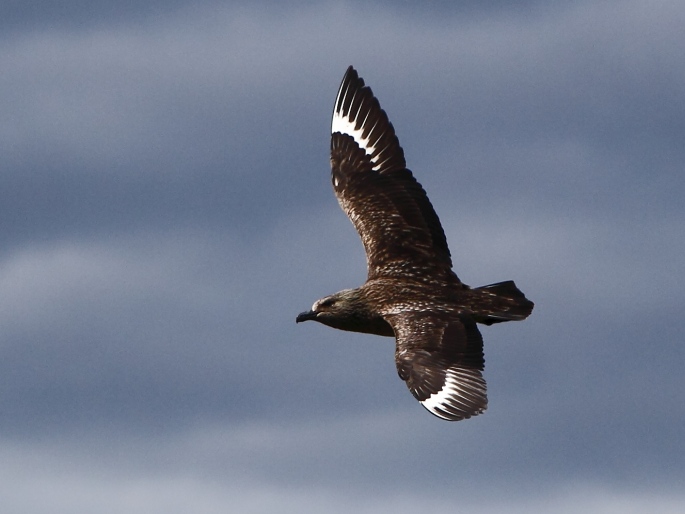 Stercorarius skua, chaluha velká