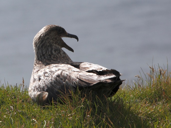 Stercorarius skua, chaluha velká