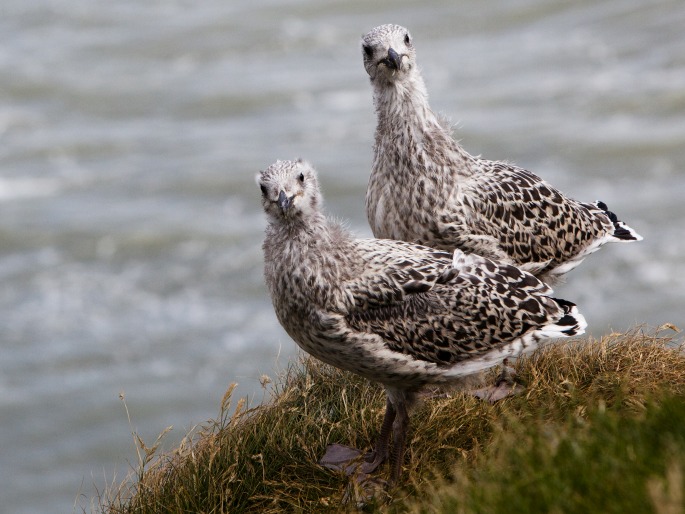 Stercorarius skua, chaluha velká